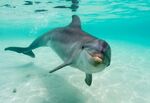 Common Bottlenose Dolphin