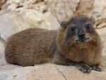 Rock Hyrax
