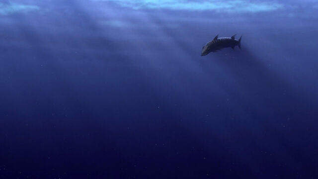 File:Finding-nemo-disneyscreencaps com-254.jpg
