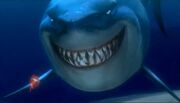 Bruce