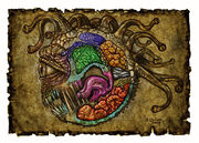 Beholder anatomy