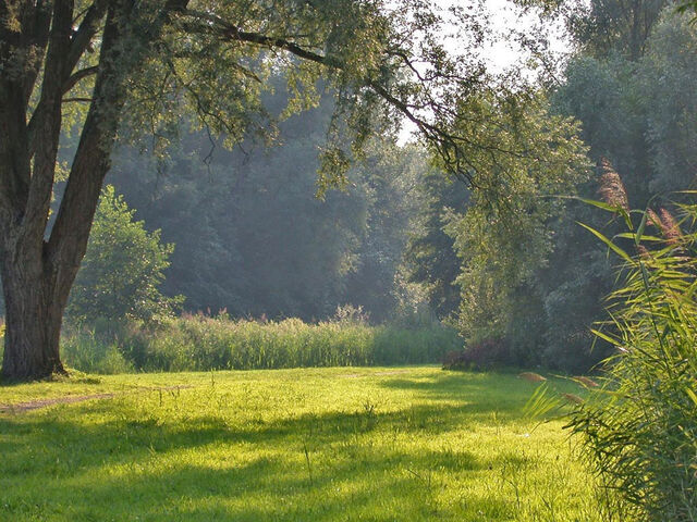 File:Heather Clearing.jpg