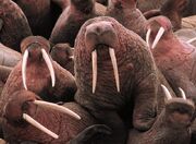 800px-Walrus2
