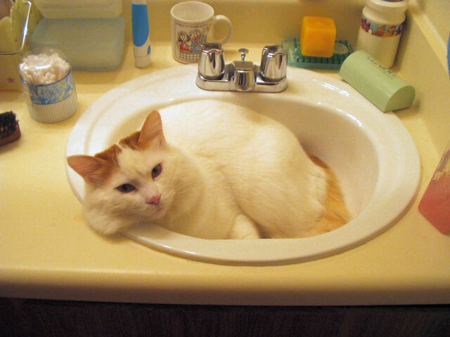 File:Red Tabby Turkish Van.jpg