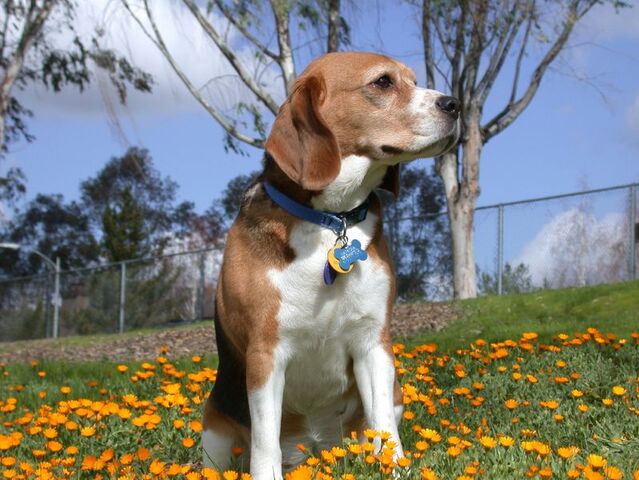 File:Beagle in garden.jpg