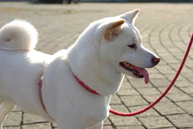 File:Cream shiba inu.png