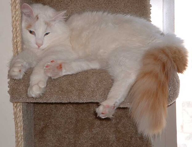 File:Cute Turkish Van.jpg