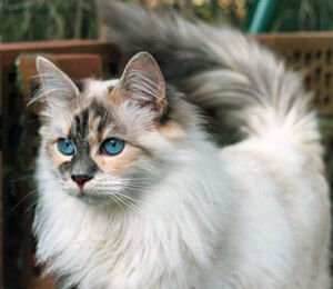 Siberian cat