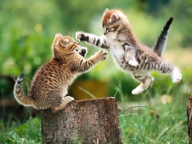 File:Kittens playing.jpg