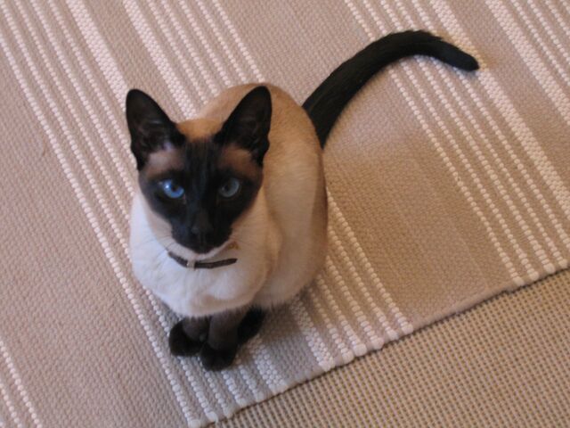 File:Siamese cat sitting.jpg