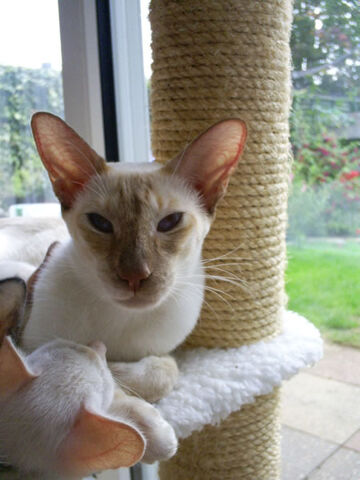 File:Cinnamon Point Siamese.jpg