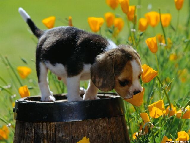 File:Beagle puppy smelling flowers.jpg