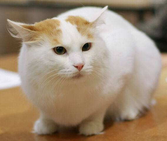 File:Turkish Van cat.jpg