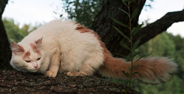 File:Cream Turkish Van.jpg