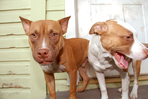 File:Eastie and Baba.jpg