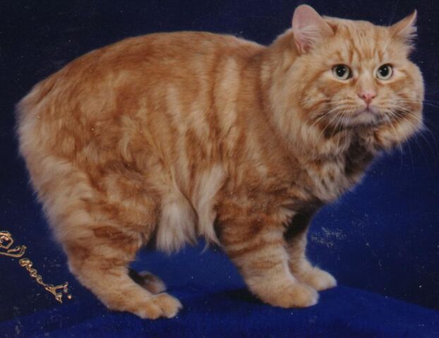 File:Cymric cat.jpg