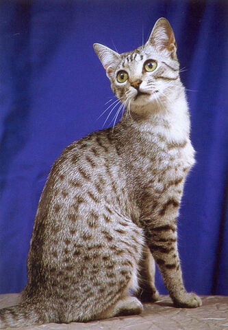 File:Egyptian Mau Cat 2.jpg