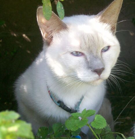 File:Lillac Point Siamese headshot.jpg