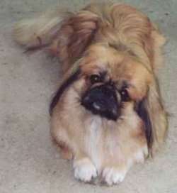 File:Pekingese.JPG