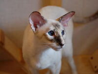 Siamese | Dogs and Cats Wiki | FANDOM powered by Wikia