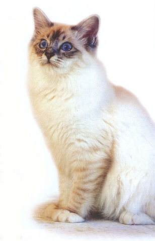 File:Tabby-point-female-birman-cat.jpg