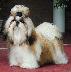 shih tzu eye boogers shih tzu dogs and cats wiki fandom powered by wikia shih tzu eye boogers shih tzu dogs and cats wiki fandom powered by wikia
