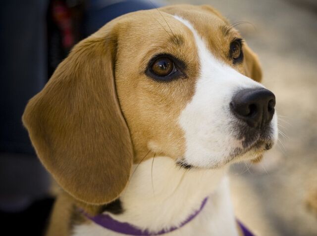 File:Beagle wallpaper.jpg