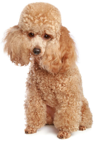 File:Toy-poodle.jpg