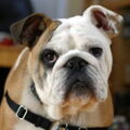 Thumbnail for version as of 20:21, September 16, 2008