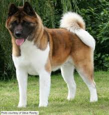 File:Akita.jpg