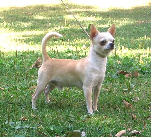 File:Chihuahua Male.jpg