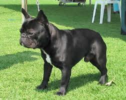 File:French Bulldog.jpg