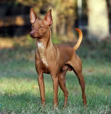 File:Andalusian podenco.jpg