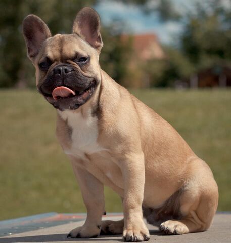 File:Doggie.jpg