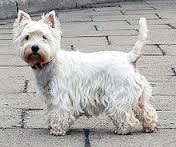 File:Westie .jpg