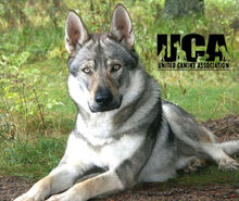 Wolf dog