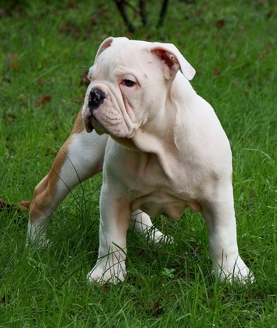 File:Australian Bulldog.jpg