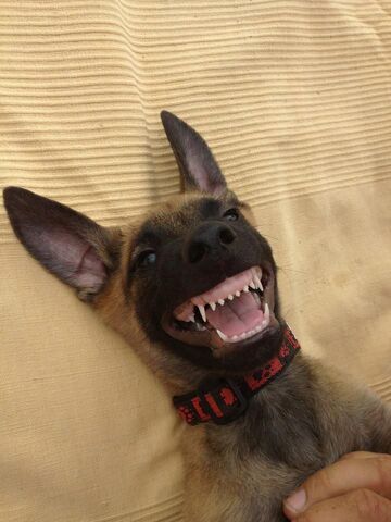 File:Belgian Malinois Puppy Smiling.jpg