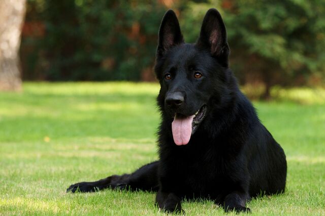 File:Black-German-Shepherd-11.jpg