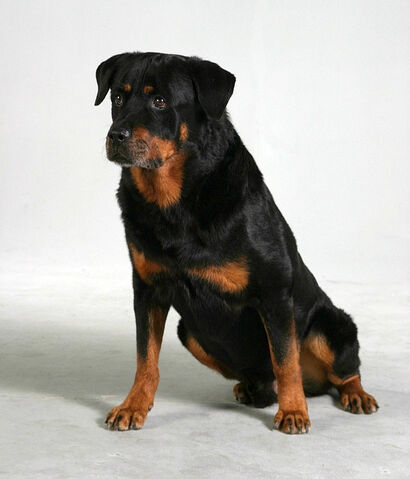 File:Rottweiler Aaron.jpg