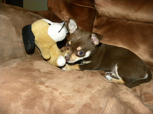 unisex puppy names category unisex names dogs and puppies wiki fandom powered by wikia unisex puppy names category unisex names dogs and puppies wiki fandom powered by wikia