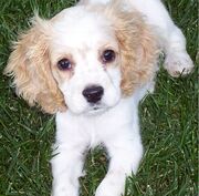 Cockerspaniel wade1