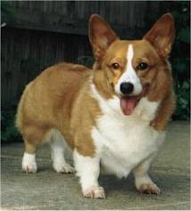 File:Welsh corgi.jpg