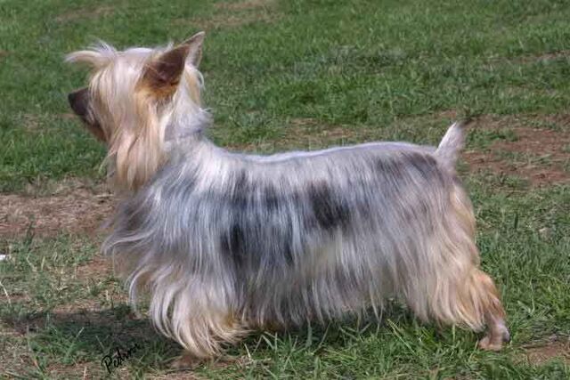 File:Australian Silky Terrier.jpg