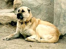 File:Kangal.jpg