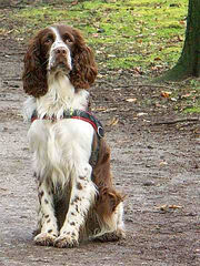 English-springer-spaniel-picture
