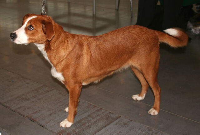 File:Austrian Pinscher.jpg