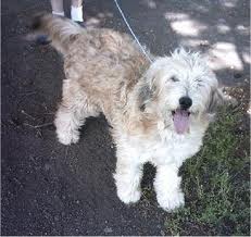 File:Aussiedoodle.jpg