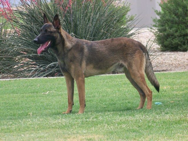 File:Belgian Malinois.jpg