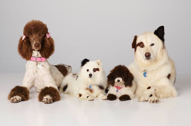 File:Stan's Dog Family.jpg